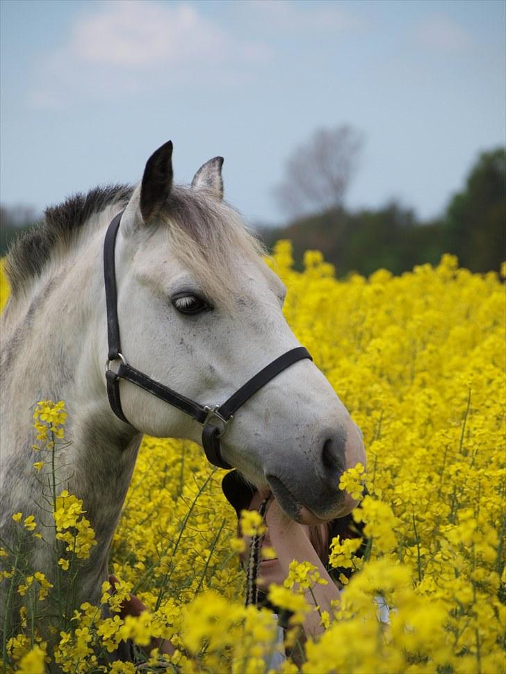 Gul Mark med 5 flotte ponyer! billede 61
