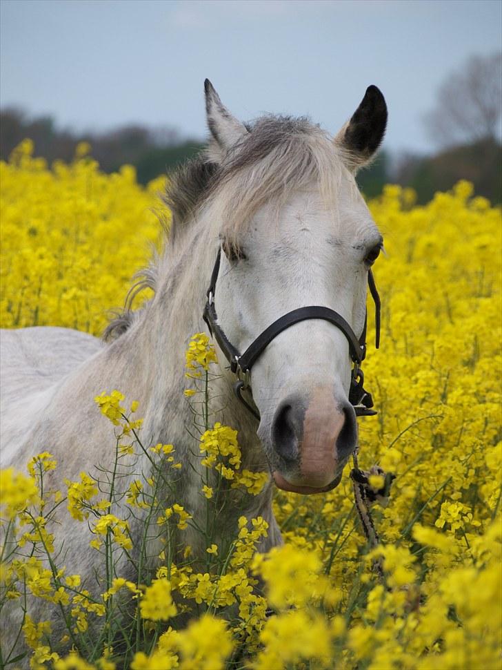 Gul Mark med 5 flotte ponyer! billede 62