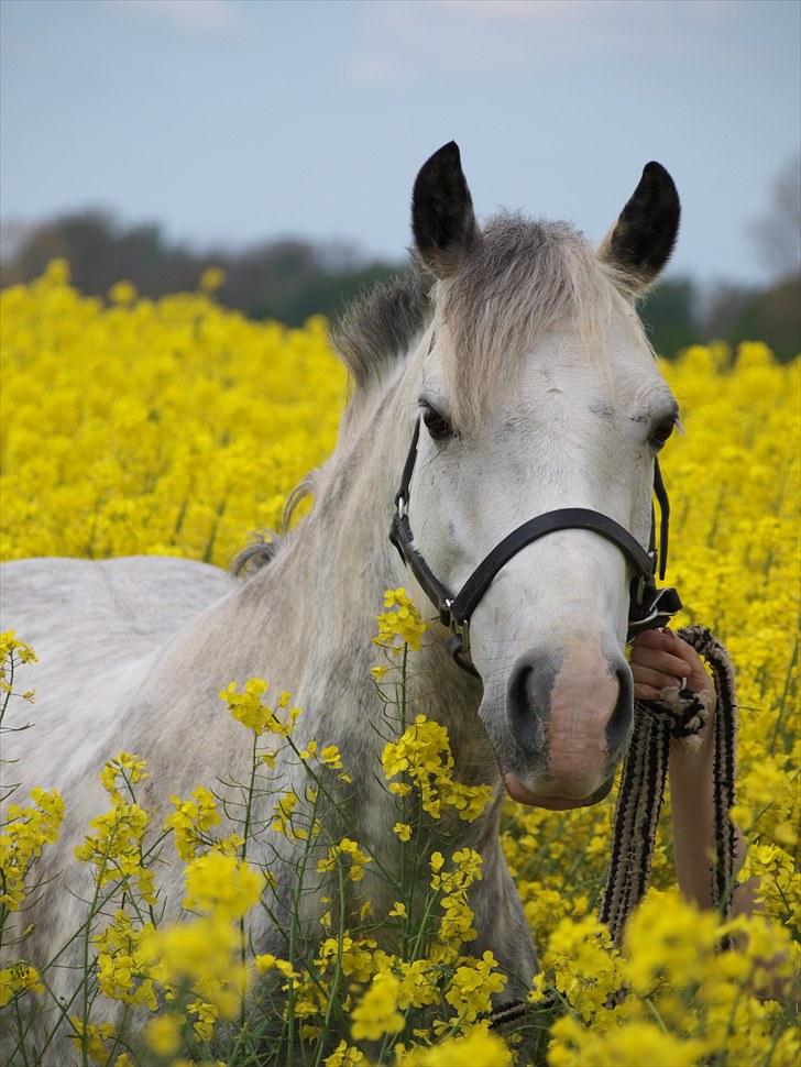 Gul Mark med 5 flotte ponyer! billede 63