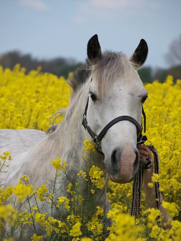 Gul Mark med 5 flotte ponyer! billede 64