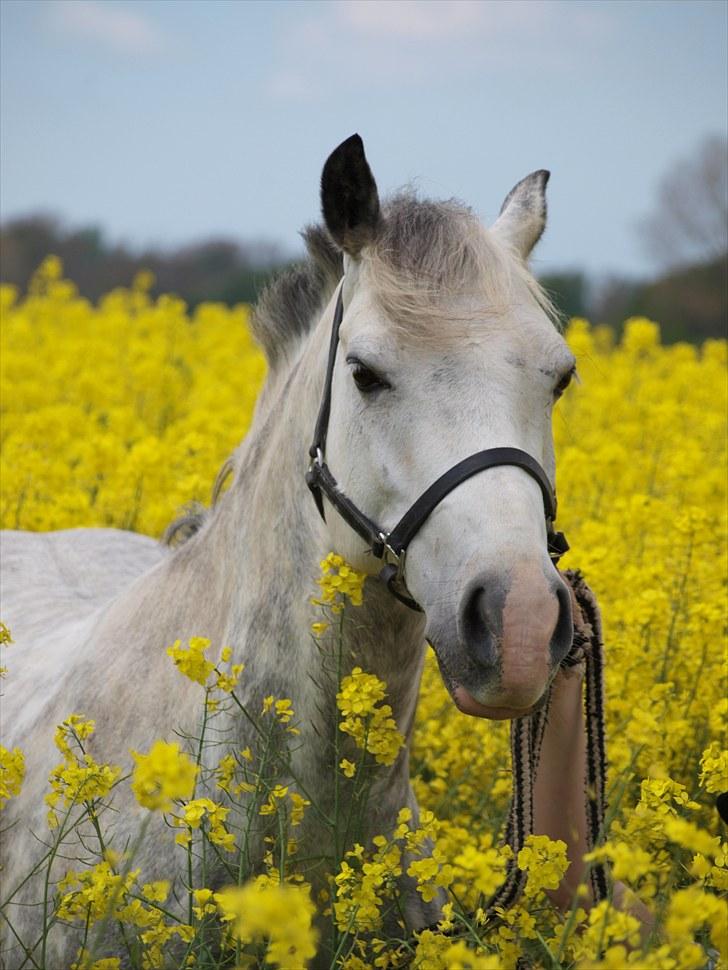 Gul Mark med 5 flotte ponyer! billede 65