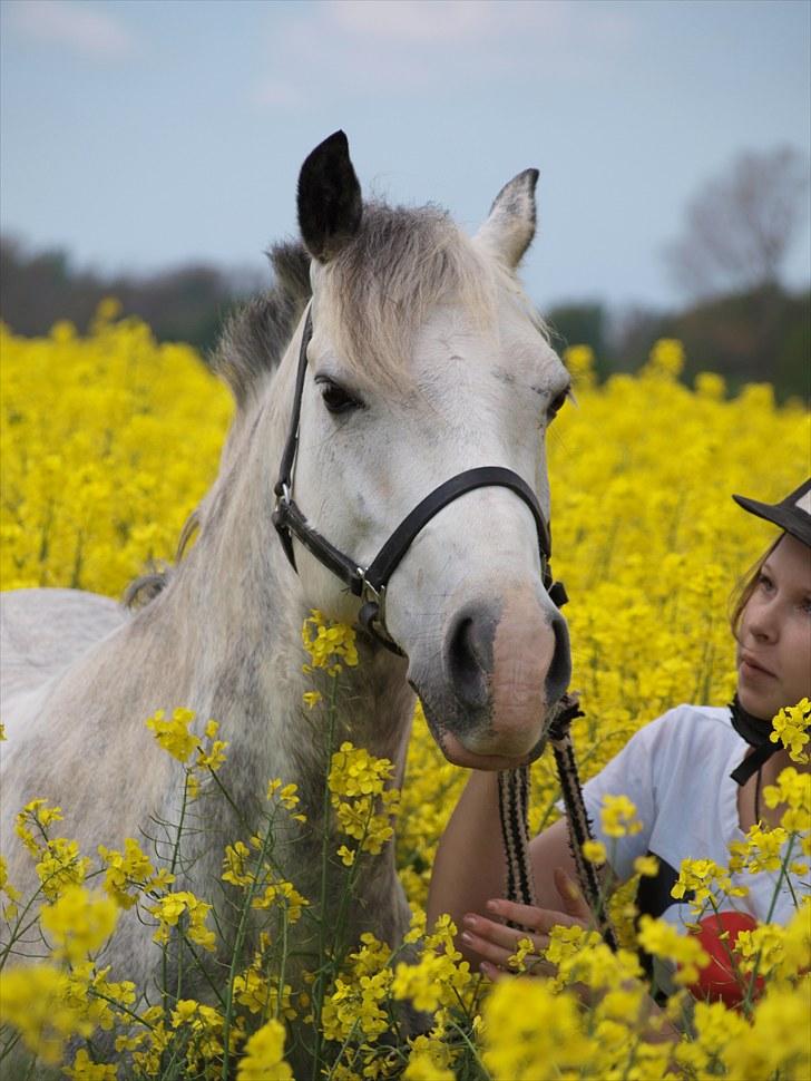 Gul Mark med 5 flotte ponyer! billede 66