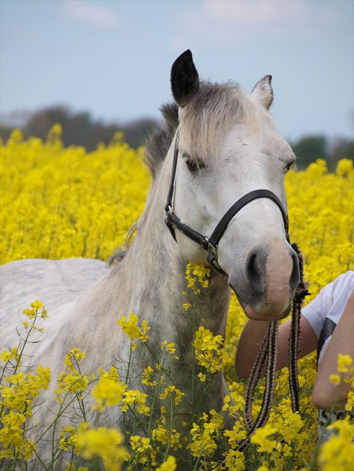 Gul Mark med 5 flotte ponyer! billede 67