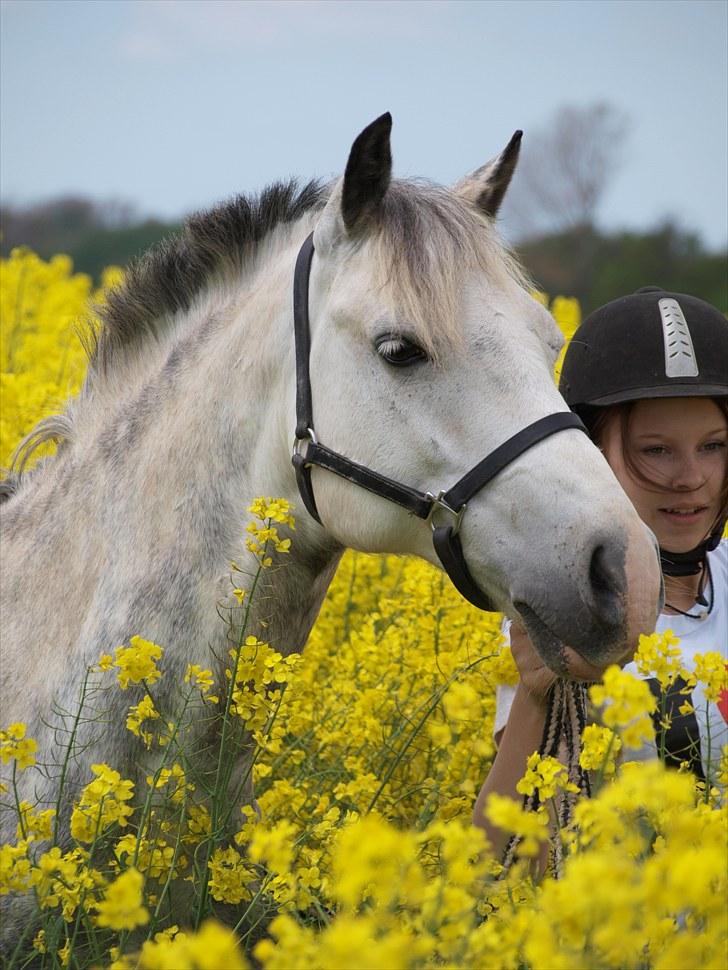 Gul Mark med 5 flotte ponyer! billede 68