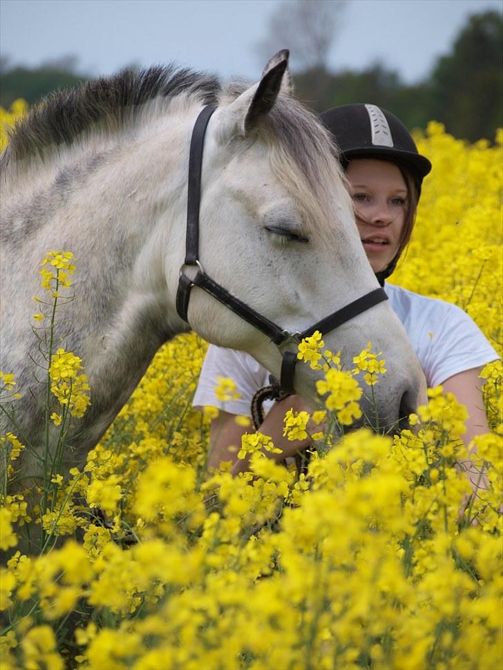 Gul Mark med 5 flotte ponyer! billede 69