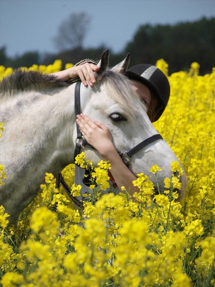 Gul Mark med 5 flotte ponyer! billede 70