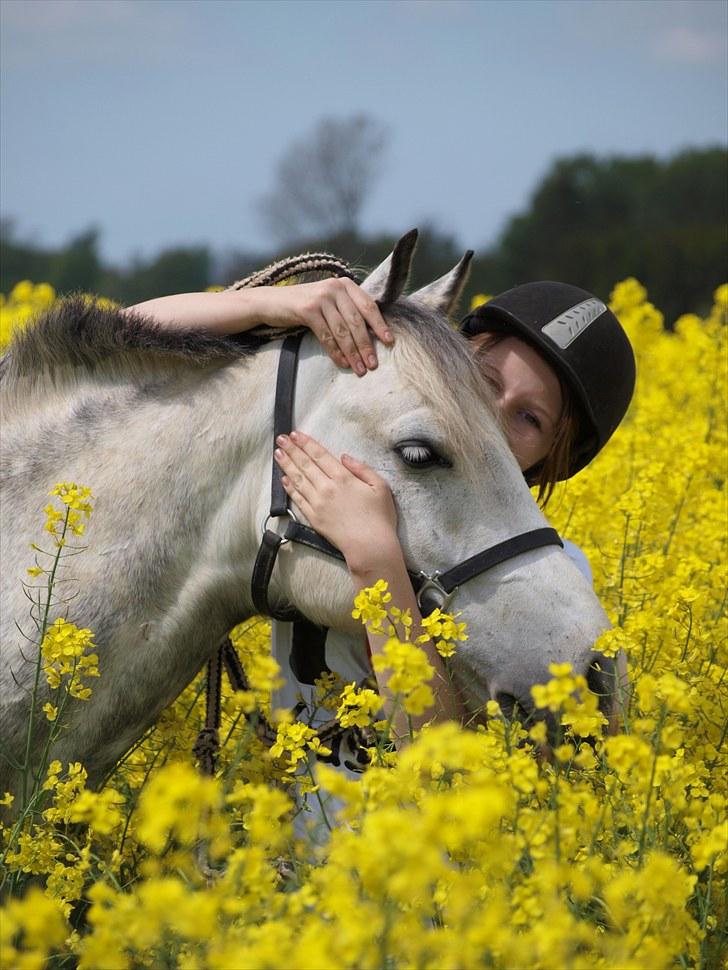 Gul Mark med 5 flotte ponyer! billede 71