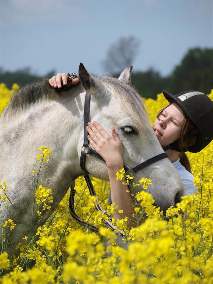 Gul Mark med 5 flotte ponyer! billede 72