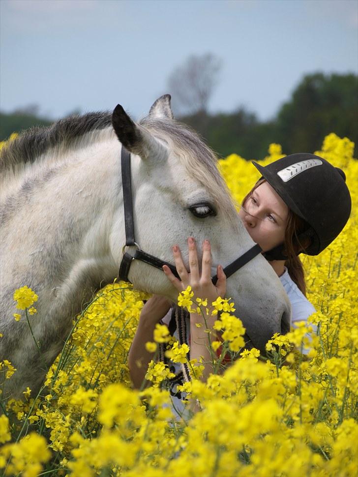 Gul Mark med 5 flotte ponyer! billede 73