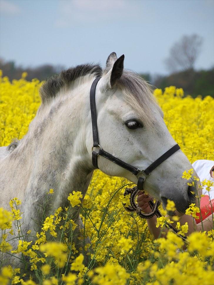 Gul Mark med 5 flotte ponyer! billede 74