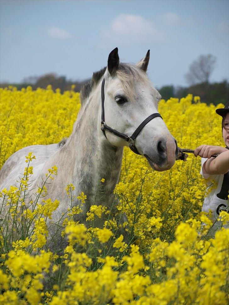 Gul Mark med 5 flotte ponyer! billede 75