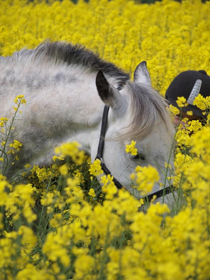 Gul Mark med 5 flotte ponyer! billede 76