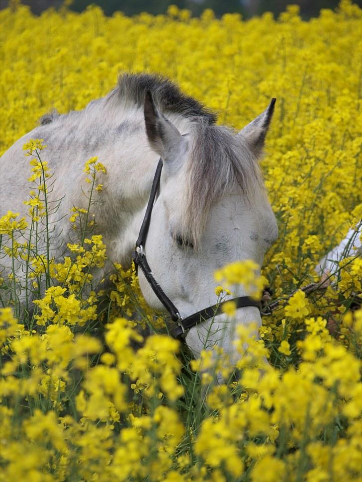 Gul Mark med 5 flotte ponyer! billede 77
