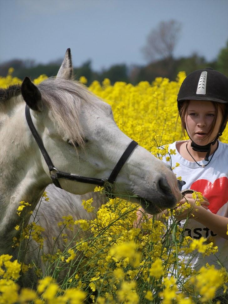 Gul Mark med 5 flotte ponyer! billede 79