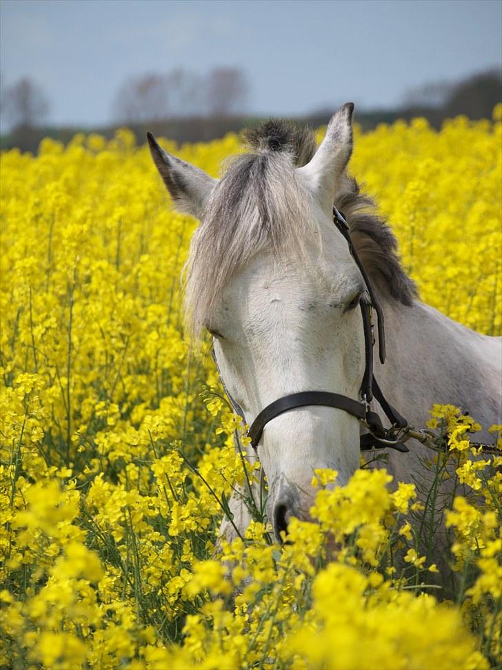 Gul Mark med 5 flotte ponyer! billede 80