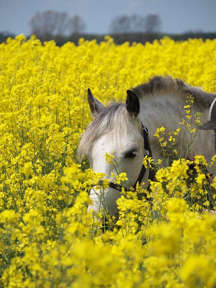 Gul Mark med 5 flotte ponyer! billede 81