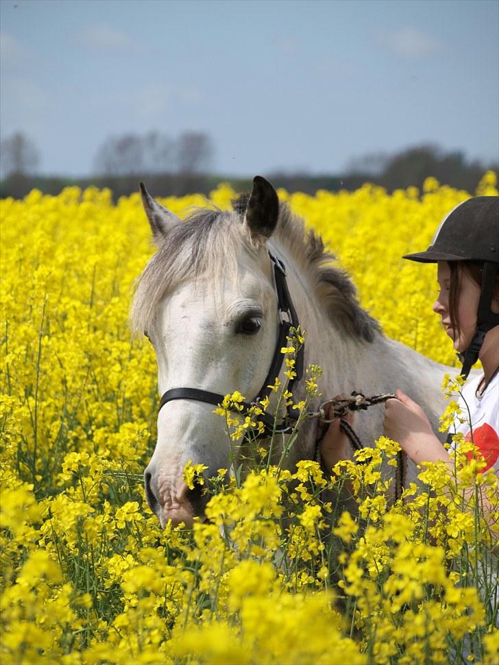 Gul Mark med 5 flotte ponyer! billede 82