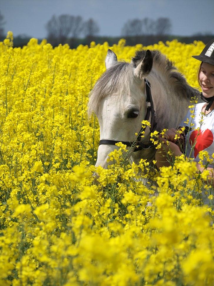 Gul Mark med 5 flotte ponyer! billede 83