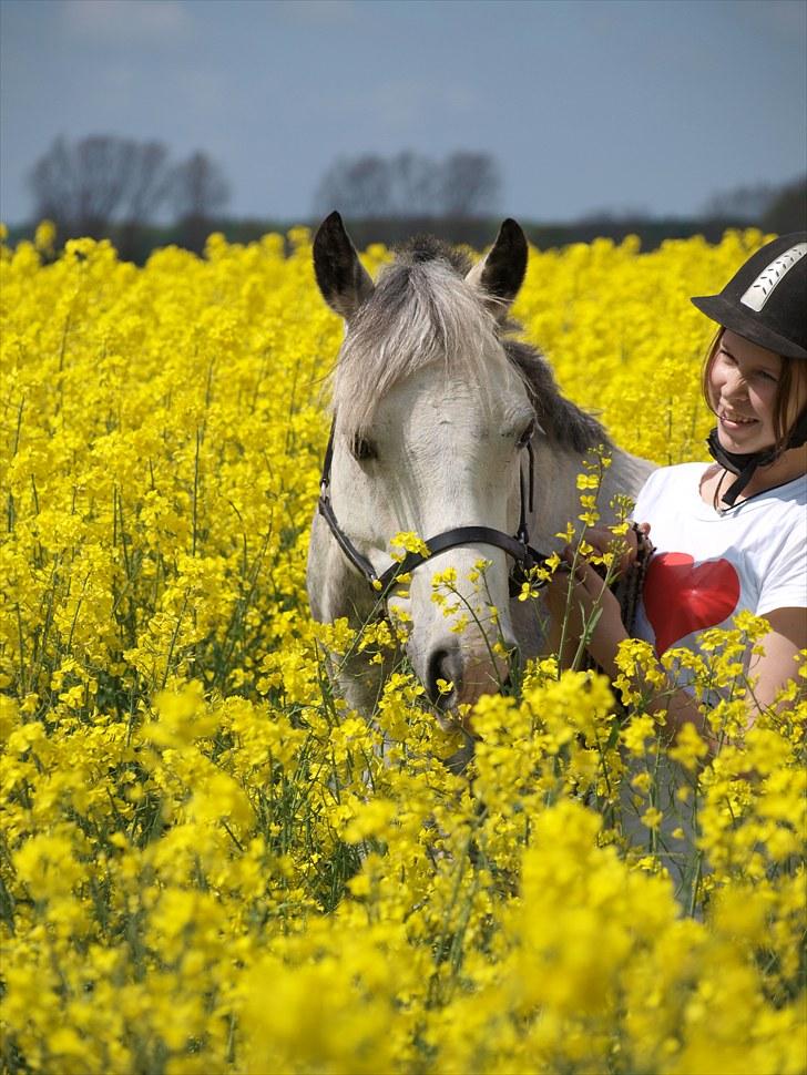 Gul Mark med 5 flotte ponyer! billede 84