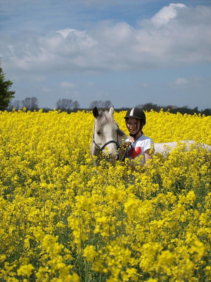 Gul Mark med 5 flotte ponyer! billede 85