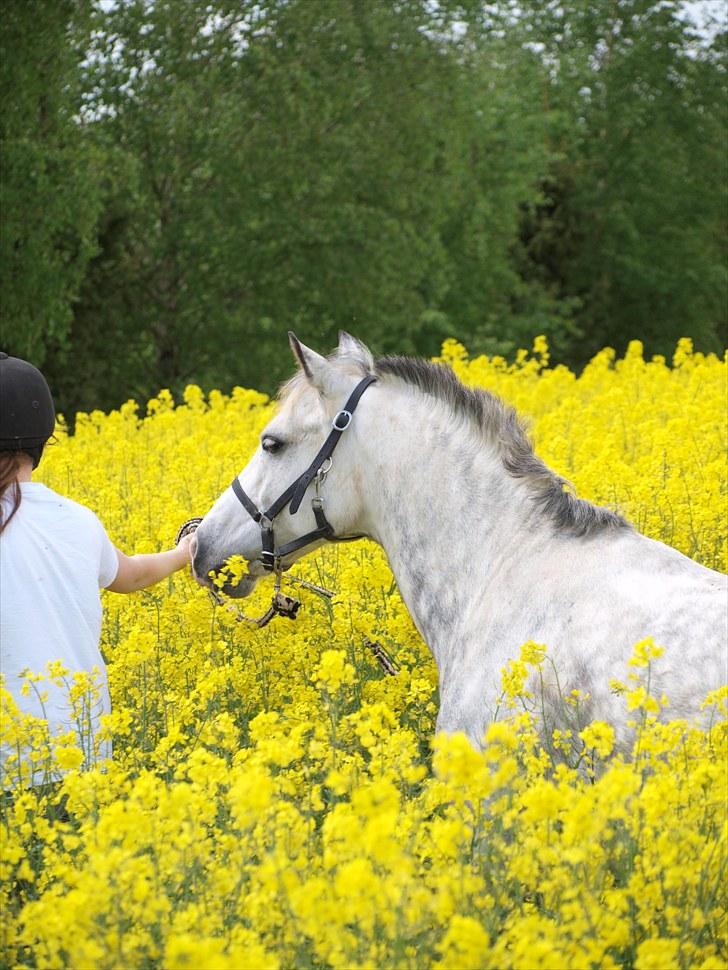 Gul Mark med 5 flotte ponyer! billede 87