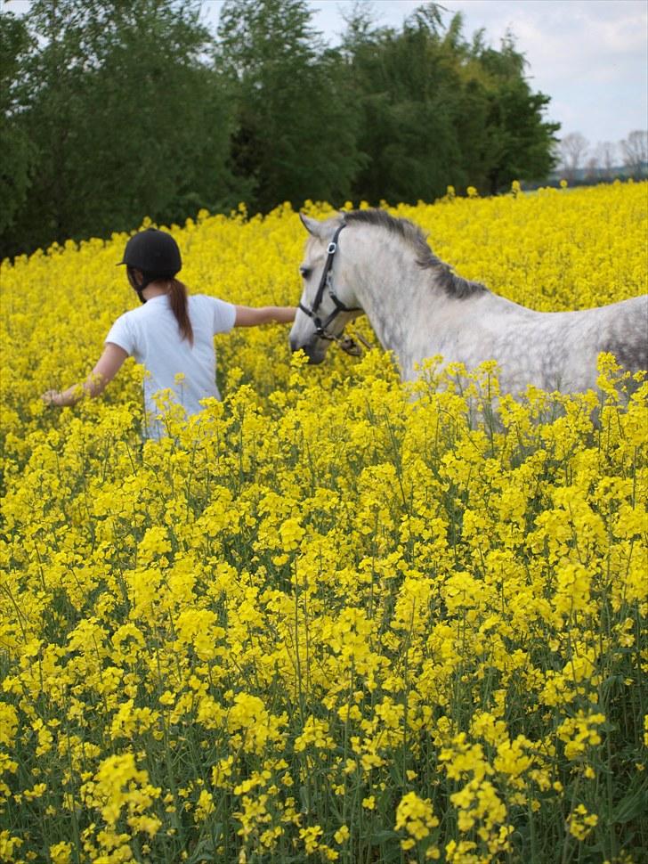 Gul Mark med 5 flotte ponyer! billede 88