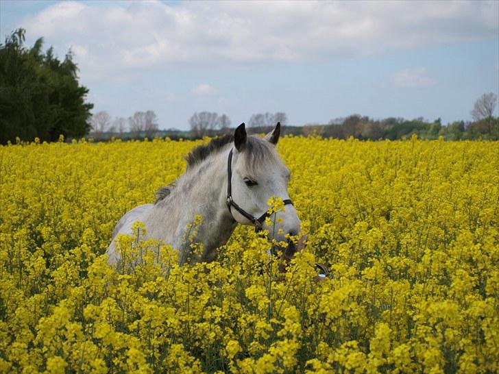 Gul Mark med 5 flotte ponyer! billede 89