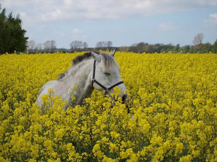 Gul Mark med 5 flotte ponyer! billede 90