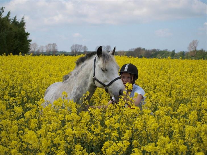 Gul Mark med 5 flotte ponyer! billede 91