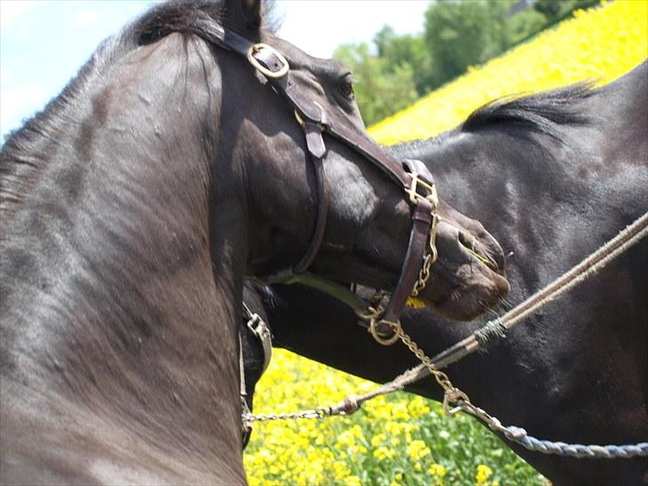 Gul Mark med 5 flotte ponyer! billede 92