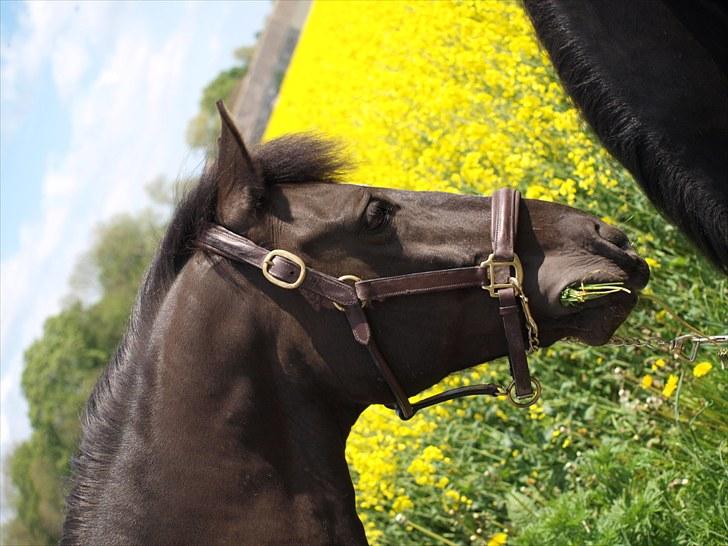 Gul Mark med 5 flotte ponyer! billede 93