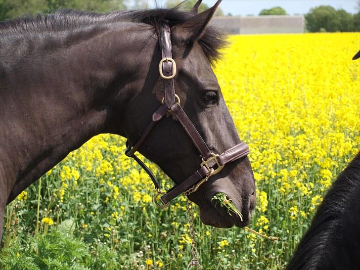 Gul Mark med 5 flotte ponyer! billede 94