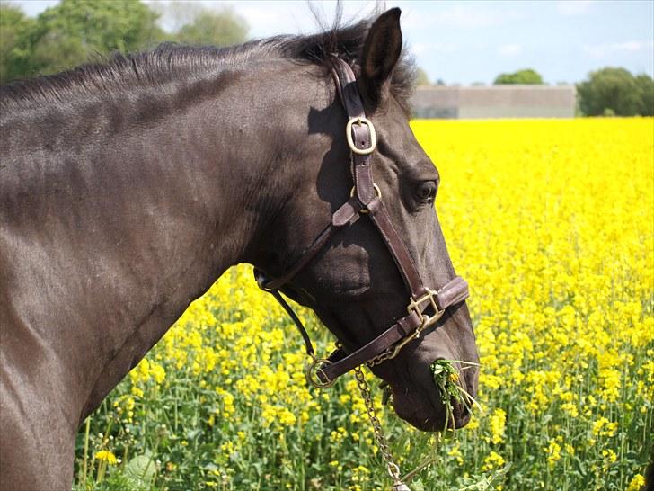 Gul Mark med 5 flotte ponyer! billede 95