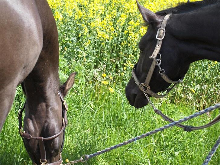 Gul Mark med 5 flotte ponyer! billede 96