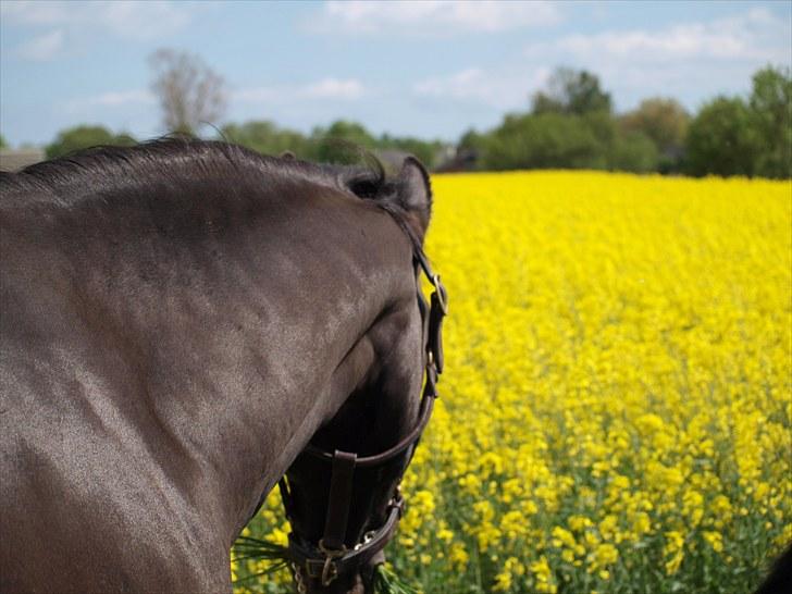 Gul Mark med 5 flotte ponyer! billede 97