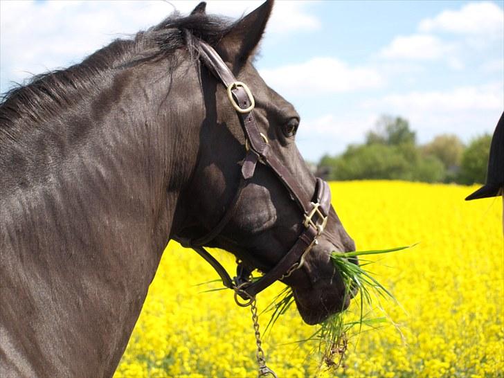 Gul Mark med 5 flotte ponyer! billede 98