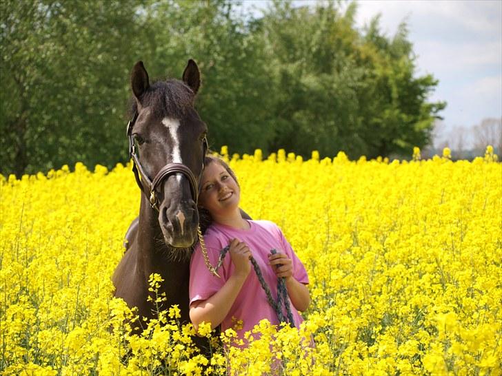 Gul Mark med 5 flotte ponyer! billede 99