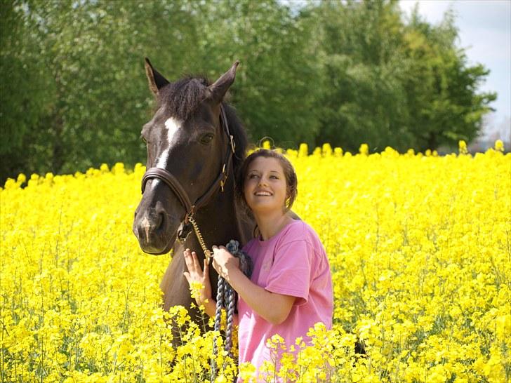 Gul Mark med 5 flotte ponyer! billede 101