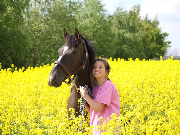 Gul Mark med 5 flotte ponyer! billede 103