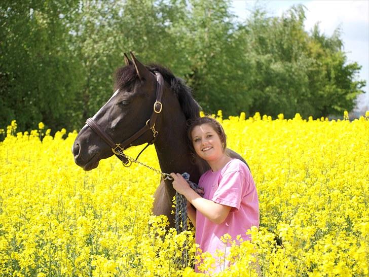 Gul Mark med 5 flotte ponyer! billede 105