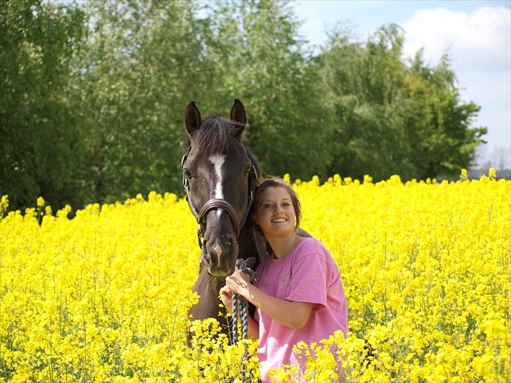 Gul Mark med 5 flotte ponyer! billede 106