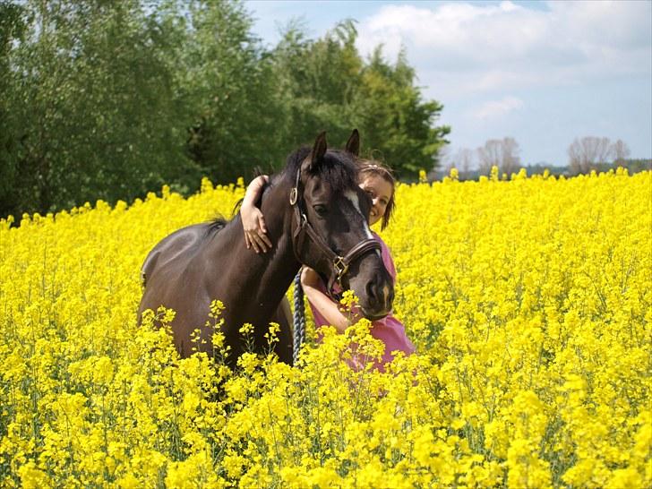 Gul Mark med 5 flotte ponyer! billede 108