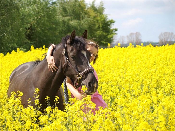 Gul Mark med 5 flotte ponyer! billede 109