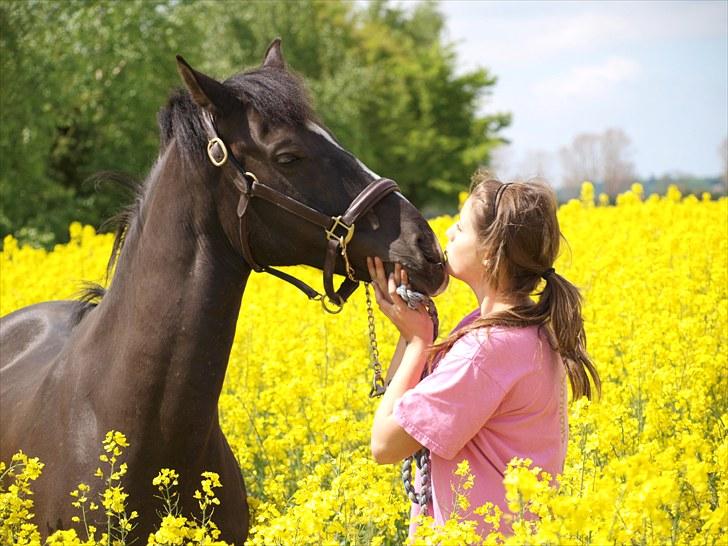 Gul Mark med 5 flotte ponyer! billede 110