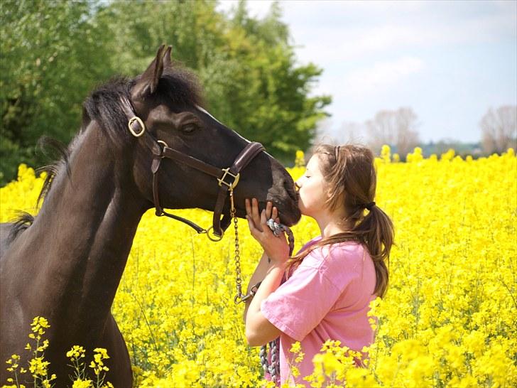 Gul Mark med 5 flotte ponyer! billede 111