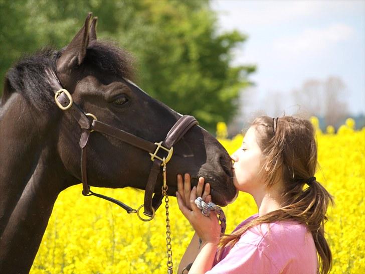 Gul Mark med 5 flotte ponyer! billede 112