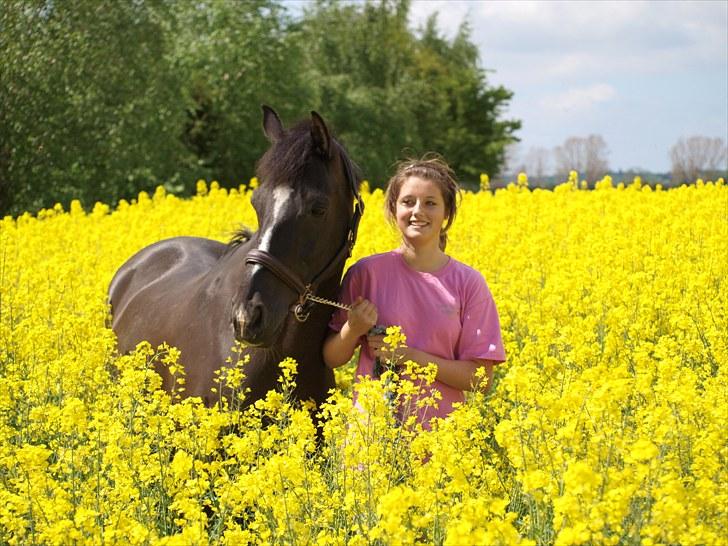 Gul Mark med 5 flotte ponyer! billede 114