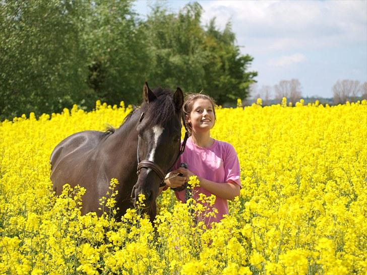 Gul Mark med 5 flotte ponyer! billede 115