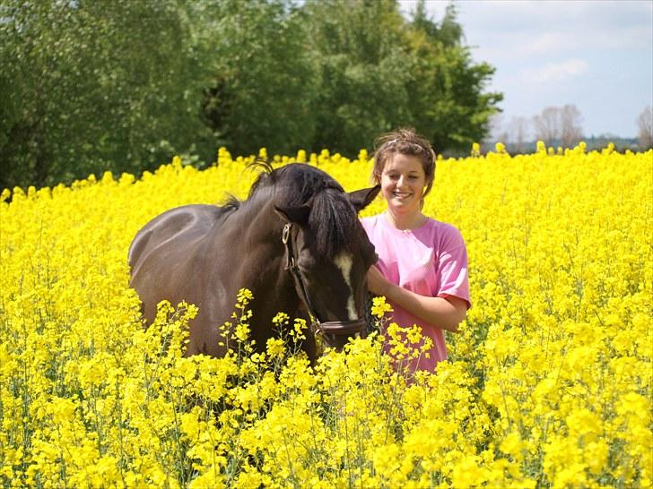 Gul Mark med 5 flotte ponyer! billede 116