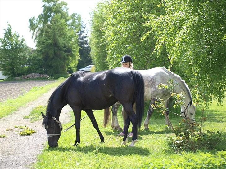 Gul Mark med 5 flotte ponyer! billede 119